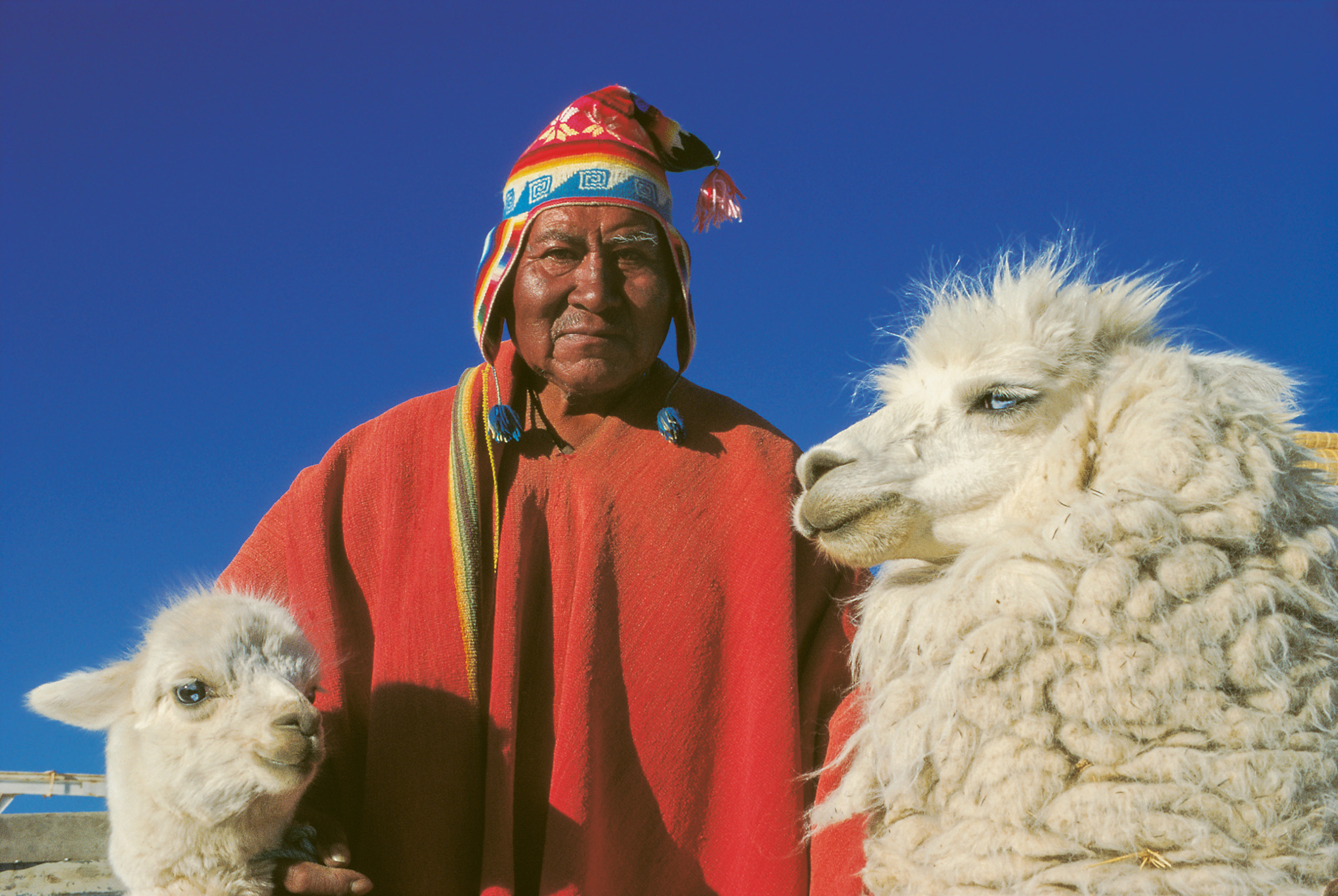 Bezirk La Paz/Titicacasee: Aymara-Indigena mit Zuchtalpacas Fotocredit Heiko Beyer